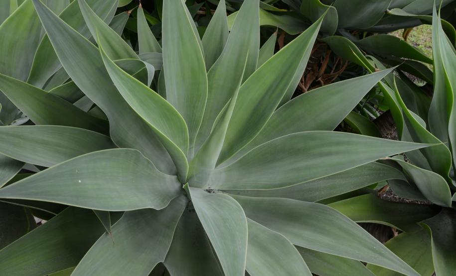 Cohapar reforça campanha estadual de combate à dengue