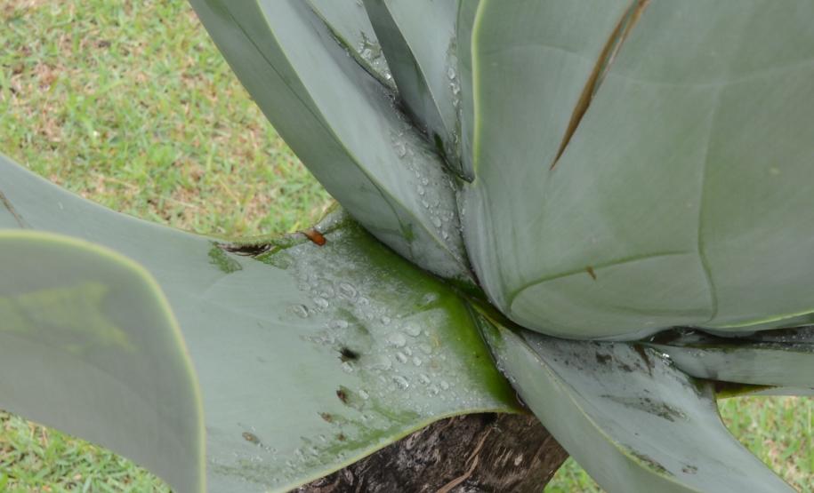 Cohapar reforça campanha estadual de combate à dengue